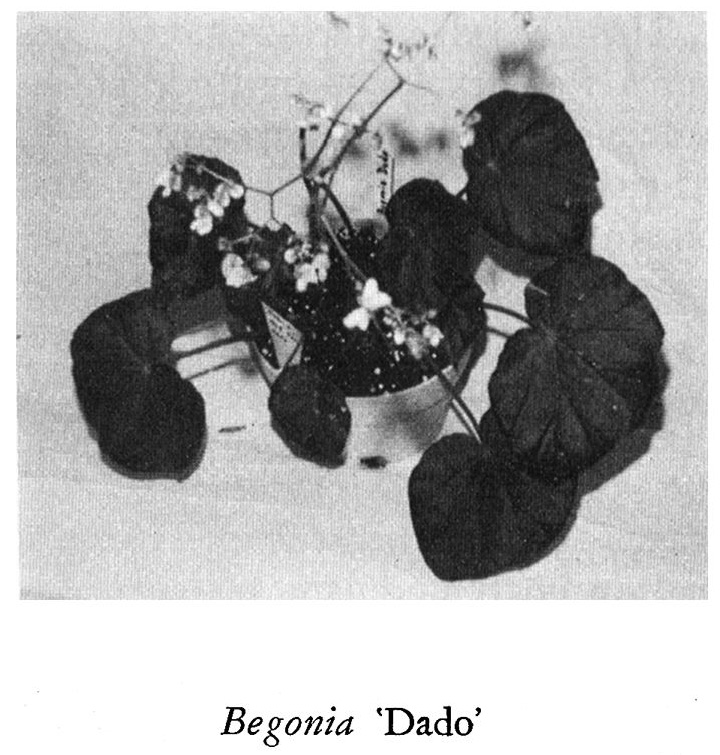 B. ‘Dado’